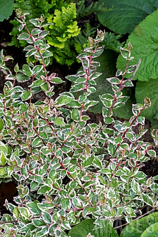 ABELIA_GRANDIFLORA_MAGIC_DAYDREAM