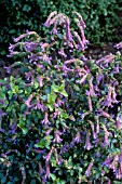 ORIGANUM BRISTOL CROSS