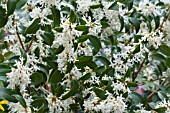 OSMANTHUS  X BURKWOODII  AGM