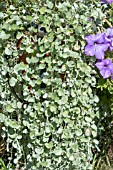 DICHONDRA SILVER FALLS