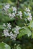 CLEMATIS APIIFOLIA