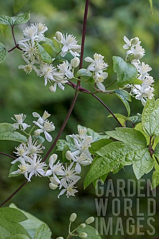 CLEMATIS_APIIFOLIA