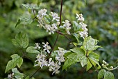 CLEMATIS APIIFOLIA