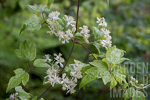 CLEMATIS_APIIFOLIA