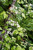 CLEMATIS APIIFOLIA