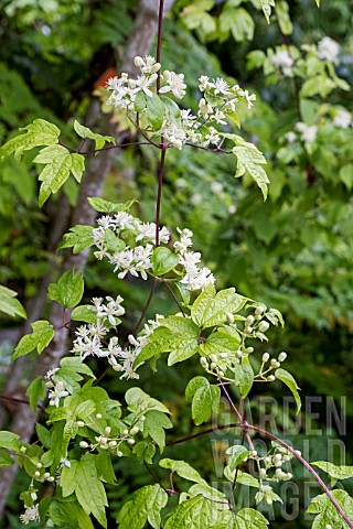 CLEMATIS_APIIFOLIA