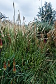 PENNISETUM MACROURUM WHITE LANCER