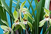 CYMBIDIUM GOERINGII