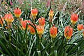 KNIPHOFIA ROOPERI