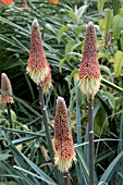 KNIPHOFIA CAULESCENS