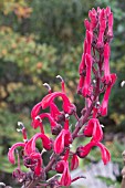 LOBELIA TUPA