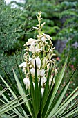 YUCCA ALOIFOLIA