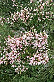 COLLETIA HYSTRIX ROSEA