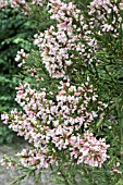 COLLETIA HYSTRIX ROSEA