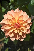 DAHLIA DUDDON GRACE