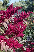 AMARANTHUS CRUENTUS RED SPIKE