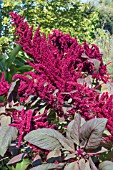 AMARANTHUS CRUENTUS RED SPIKE