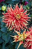 DAHLIA SHOW & TELL