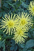 DAHLIA GRYSONS YELLOW SPIDER