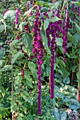 AMARANTHUS CAUDATUS DREADLOCKS