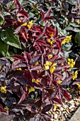 LYSIMACHIA CILIATA FIRECRACKER