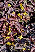 LYSIMACHIA CILIATA FIRECRACKER