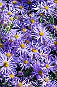 ASTER X FRIKARTII