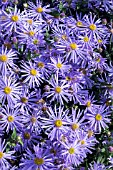 ASTER X FRIKARTII