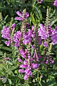 PHYSOSTEGIA VIRGINIANA VIVID