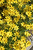 COREOPSIS VERTICILLATA GOLDEN GAIN