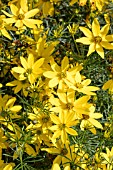 COREOPSIS VERTICILLATA GOLDEN GAIN