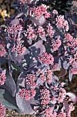 SEDUM CHOCOLATE CHERRY