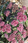 SEDUM DOUBLE MARTINI