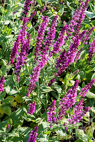 SALVIA_NEMEROSA_PINK_BEAUTY