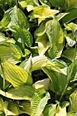 HOSTA GOLD STANDARD