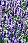 AGASTACHE BLACKADDER