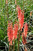 KNIPHOFIA TIMOTHY