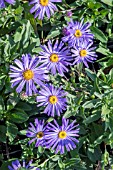 ASTER AMELLUS KING GEORGE