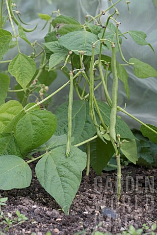 DWARF_BEAN_MAXI_LATE_SOWING_UNDER_PROTECTIVE_TUNNEL_IN_OCTOBER