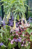 MEDITERRANEAN PLANTS IN AMATEUR GREENHOUSE