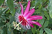 PASSIFLORA ANASTASIA