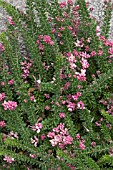 GREVILLEA LANIGERA MOUNT TOMBOUTHA