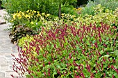 PERSICARIA AMPLEXICAULIS ATROSANGUINEA IN BORDER