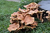 HONEY FUNGUS (ARMILLARIA MELLEA)