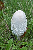 INKCAP (COPRINUS COMATUS)