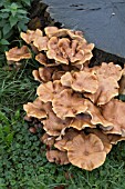 HONEY FUNGUS (ARMILLARIA MELLEA)