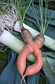 UNUSUAL VEGETABLE CARROT