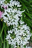 NERINE SARNIENSIS ALBA