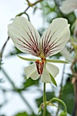 PELARGONIUM SPECIE PRAEMORSUM