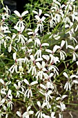 PELARGONIUM SPECIE TRIFIDUM